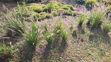 Vaste Planten Siergrassen en Fruitbomen beschikbaar voor biedingen