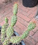Opuntia Arenaria schijfcactus / vetplant winterhard, Kunststof, Minder dan 60 cm, Rond, Ophalen of Verzenden