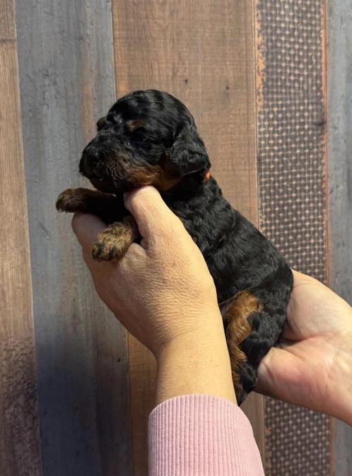 Prachtige poedel pups in mooie kleuren., Dieren en Toebehoren, Honden | Chihuahua's en Gezelschapshonden, Meerdere dieren, Poedel