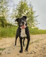 Gered uit het water....., maar nu? Ollie., Dieren en Toebehoren, Honden | Niet-rashonden, Particulier, Rabiës (hondsdolheid), Reu