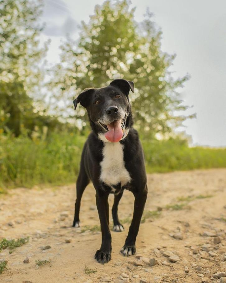 Gered uit het water....., maar nu? Ollie., Dieren en Toebehoren, Honden | Niet-rashonden, Middel, Reu, Particulier, Eén hond, Buitenland