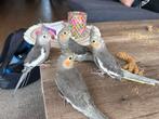 4 Lieve Baby Valkparkieten, Dieren en Toebehoren, Meerdere dieren, Parkiet