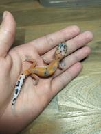 jonge/ baby luipaardgekko, Dieren en Toebehoren, Reptielen en Amfibieën, Hagedis, 0 tot 2 jaar