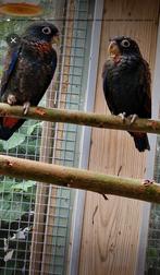 2 jonge pionus bronsvleugel en ouders., Meerdere dieren, Papegaai, Geringd