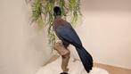 Opgezette vogel, Purperkuiftoerako, taxidermie, Ophalen of Verzenden, Nieuw, Vogel, Opgezet dier