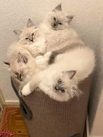 Prachtige volbloed Ragdoll kittens, Meerdere dieren, Ontwormd, 0 tot 2 jaar