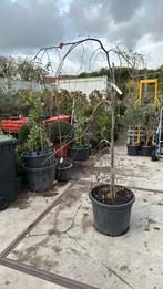 Rode treurbeuk unieke boom is er maar 1 in deze vorm ., Tuin en Terras, Planten | Bomen, Bloeit niet, 100 tot 250 cm, Ophalen