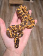 Leopard Enchi Freeway 2025 vrouwtje Ballpython/Koningspython, Dieren en Toebehoren, Reptielen en Amfibieën, Slang, 0 tot 2 jaar