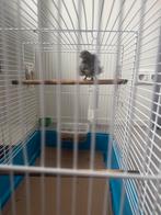 FriseKanarie man, Dieren en Toebehoren, Vogels | Kanaries, Mannelijk