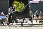 Kwaliteitsvolle Friese merries !!, Dieren en Toebehoren, Paarden, Merrie, Gechipt, Dressuurpaard, 3 tot 6 jaar