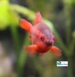 Sherry Barbeel, Vis, Zoetwatervis, Schoolvis