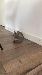 Vrouwtje zoekt nieuw huisje, Dieren en Toebehoren, Katten en Kittens | Raskatten | Korthaar, Meerdere dieren, Gechipt, 3 tot 5 jaar