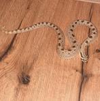 Heterodon nasicus Artic conda man, Dieren en Toebehoren, Reptielen en Amfibieën, Slang, Met terrarium, 3 tot 6 jaar