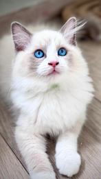 Ragdoll blue point bicolor fok katerje, Dieren en Toebehoren, Katten en Kittens | Raskatten | Langhaar, Poes, Met stamboom, 0 tot 2 jaar