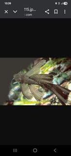 Ancistrus longfin wildkleur 3 en 4.cm., Dieren en Toebehoren, Vis