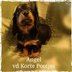 Nog 1 Prachtig Dwergteckel pupje Langhaar met ARFE stamboom, Dieren en Toebehoren, Fokker | Hobbymatig, Rabiës (hondsdolheid)