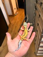 0.1 white and yellow het tremper luipaardgekko, Dieren en Toebehoren, Reptielen en Amfibieën, Hagedis, 0 tot 2 jaar
