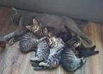 Lieve sociale kittens, Poes