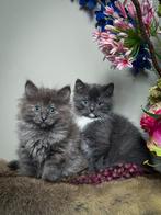 Knappe kittens kruising Ragdoll, Meerdere dieren, 0 tot 2 jaar