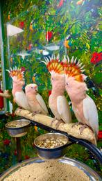 Inca kaketoe’s incl. Getest, Mannelijk, Papegaai, Pratend