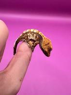 Wimpergekko baby tricolor unsexed, Dieren en Toebehoren, Reptielen en Amfibieën, Hagedis, Tam, 0 tot 2 jaar