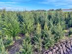 Verschillende maten mooie volle donker groene Taxus Baccata, Haag, Taxus, Ophalen, 100 tot 250 cm