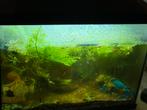 Aquarium inc alles/vissen, Ophalen, Zo goed als nieuw, Gevuld zoetwateraquarium