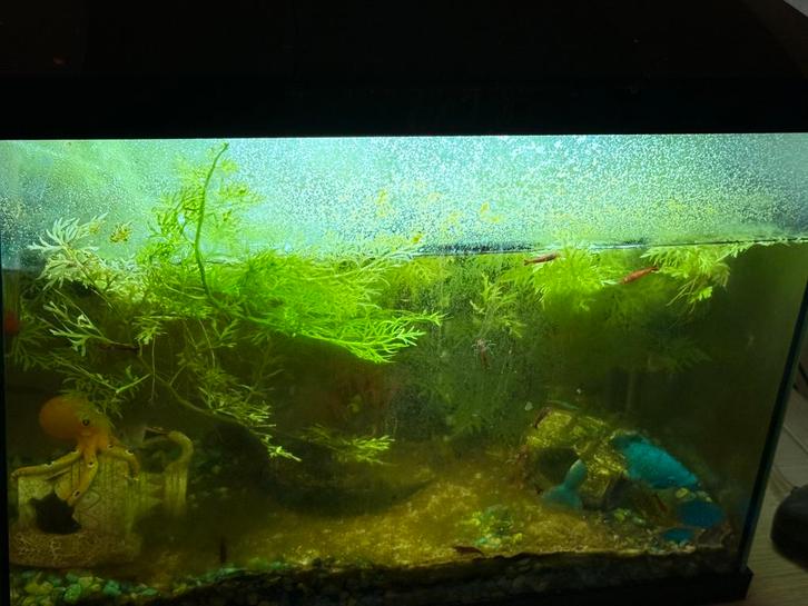 Aquarium inc alles/vissen, Dieren en Toebehoren, Vissen | Aquaria en Toebehoren, Zo goed als nieuw, Gevuld zoetwateraquarium, Ophalen