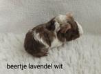 Jonge cavia.s mogen dit weekend verhuizen., Dieren en Toebehoren, Knaagdieren, September, Mannelijk, Cavia