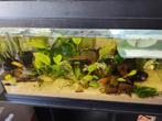 Compleet aquarium met kast 80cm, Ophalen, Zo goed als nieuw, Gevuld zoetwateraquarium
