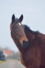 leuke draver merrie voor de recreatie, Dieren en Toebehoren, Paarden, Merrie, Minder dan 160 cm, Met stamboom, Zadelmak