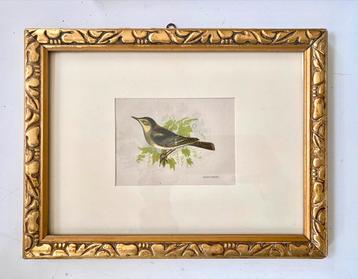 Antieke prent/ gravure Tjif Tjaf vogel in mooie oude lijst beschikbaar voor biedingen