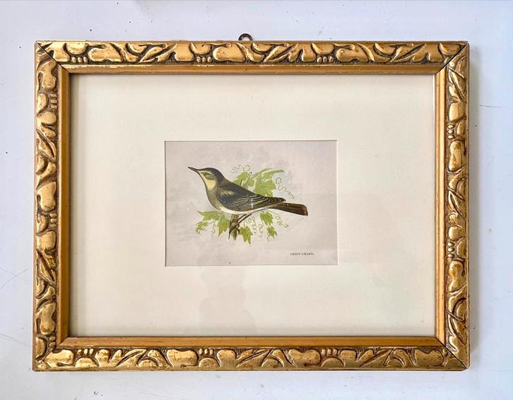 Antieke prent/ gravure Tjif Tjaf vogel in mooie oude lijst, Verzamelen, Foto's en Prenten, Zo goed als nieuw, Voor 1940, Ophalen of Verzenden