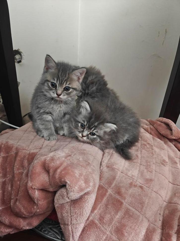 Britse lang haar, Dieren en Toebehoren, Katten en Kittens | Raskatten | Korthaar, Meerdere dieren, Gechipt, Ontwormd