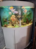 Juwel aquarium hoek compleet, Dieren en Toebehoren, Vissen | Aquaria en Toebehoren, Ophalen, Zo goed als nieuw, Leeg aquarium