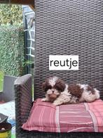Te koop mooie speelse boomer pups, Overige rassen, CDV (hondenziekte), 8 tot 15 weken, Meerdere