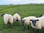 Bleu du Maine ram lammeren, Dieren en Toebehoren, Schapen, Geiten en Varkens, Mannelijk, Schaap