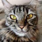 Siberische kitten kruising, Dieren en Toebehoren, Katten en Kittens | Raskatten | Langhaar, Ontwormd, 0 tot 2 jaar, Poes
