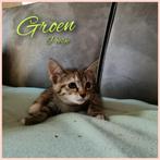 9 halve maine coons, Dieren en Toebehoren, Katten en Kittens | Raskatten | Langhaar, Meerdere dieren, Ontwormd, 0 tot 2 jaar