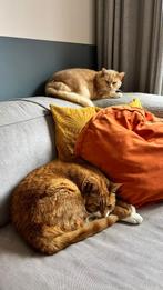 Sjoerd en Karel, twee rode katers, zoeken een nieuw huis!, Dieren en Toebehoren, Katten en Kittens | Overige Katten, 6 jaar of ouder