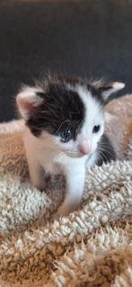 Kittens van het platteland., Dieren en Toebehoren, Katten en Kittens | Overige Katten, Kater