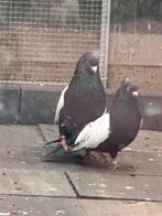 Iranse duiven sine siya, Dieren en Toebehoren, Vogels | Duiven
