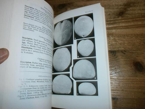 kalkfossielen fossils of the chalk veel info + afbeeldingen, Verzamelen, Mineralen en Fossielen, Fossiel, Ophalen of Verzenden
