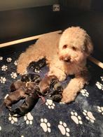 Labradoodle pup medium, ‼️nog 4 beschilbaar‼️, Overige rassen, 8 tot 15 weken, Meerdere, Meerdere dieren