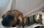 Jonge cavia’s california/ agouti/ bont, Dieren en Toebehoren, Oktober, Meerdere dieren, Cavia