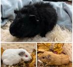 Jonge cavia’s zeugjes, Dieren en Toebehoren, Cavia, Vrouwelijk, November, Tam