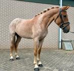Super speciale, gave & lieve E-pony te koop!, Dieren en Toebehoren, Pony's, Ruin, 3 tot 6 jaar