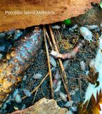 Porcellio laevis milkback, Overige soorten