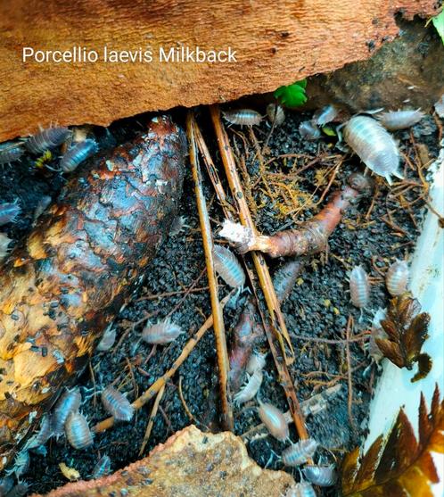 Porcellio laevis milkback, Dieren en Toebehoren, Insecten en Spinnen, Overige soorten