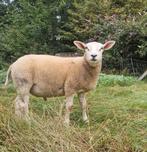 Swifter x Texelaar lammeren, Dieren en Toebehoren, Meerdere dieren, Schaap